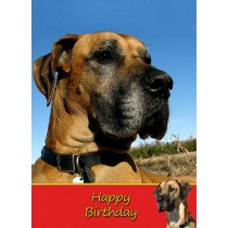 Great Dane Birthday Card
