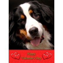 Bernese Mountain Dog Valentine's Day Card