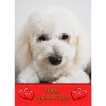 Bichon Frise Valentine's Day Card