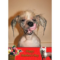 Chinese Crested Mother's Day Card