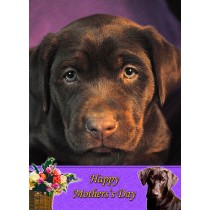 Chocolate Labrador Mother's Day Card