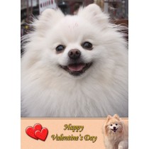 Pomeranian Valentine's Day Card