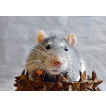 Rat Greeting Card