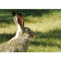 Hare Greeting Card