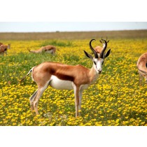 Antelope Greeting Card