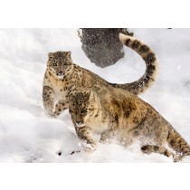 Snow Leopard Greeting Card