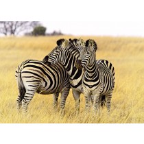 Zebra Greeting Card
