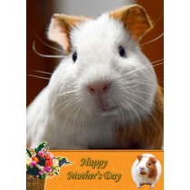 Guinea Pig Mother's Day Card