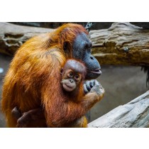 Orangutan Greeting Card