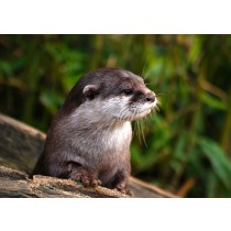 Otter Greeting Card