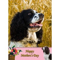 Springer Spaniel Mother's Day Card