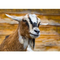 Goat Greeting Card