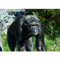 Chimpanzee Greeting Card