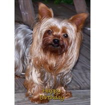 Yorkshire Terrier Birthday Card