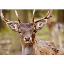 Deer Greeting Card