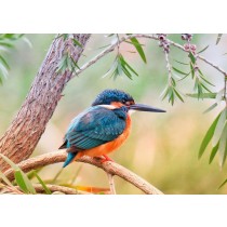 Kingfisher Greeting Card