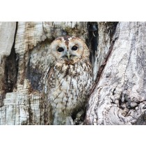 Owl Greeting Card