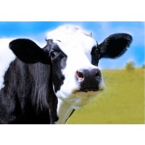 Cow Greeting card