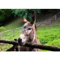 Donkey Greeting Card