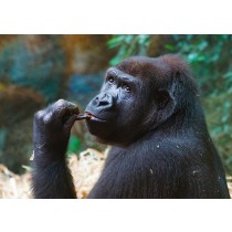 Gorilla Greeting Card