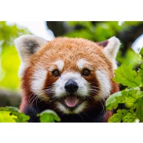 Red Panda Greeting Card