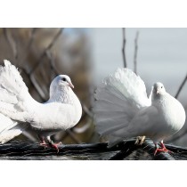 Pigeon Greeting Card