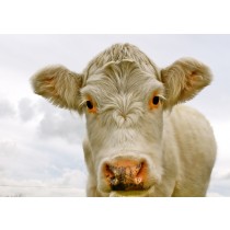 Cow Greeting card