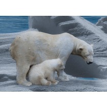 Polar Bear Greeting Card