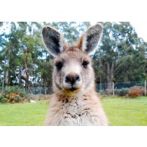 Kangaroo Greeting Card 