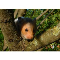 Hamster Greeting Card