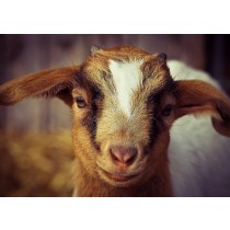Goat Greeting Card
