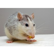 Rat Greeting Card