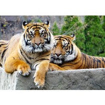 Tiger Greeting Card