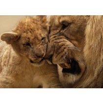 Lion Greeting Card