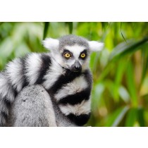 Lemur Greeting Card