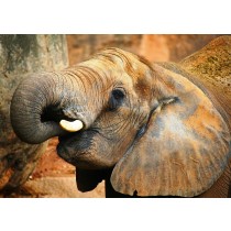 Elephant Greeting Card