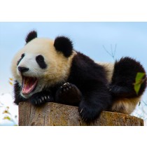 Panda Greeting Card