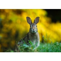 Rabbit Greeting Card