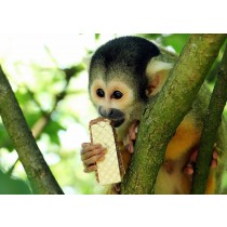 Monkey Greeting Card
