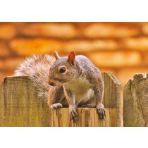 Squirrel Greeting Card