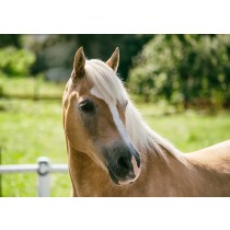 Horse Greeting Card