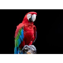 Parrot Greeting Card