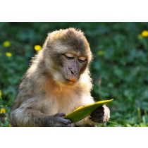 Monkey Greeting Card