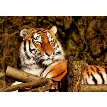 Tiger Greeting Card