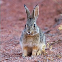 Bunny Rabbit Greeting Card