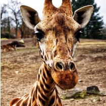 Giraffe Greeting Card