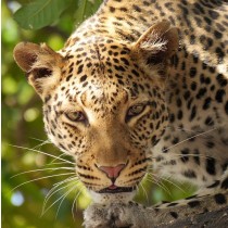 Leopard Greeting Card