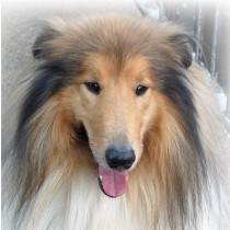 Rough Collie Dog Greeting Card