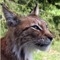 Lynx Greeting Card