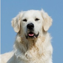 Golden Retriever Dog Greeting Card